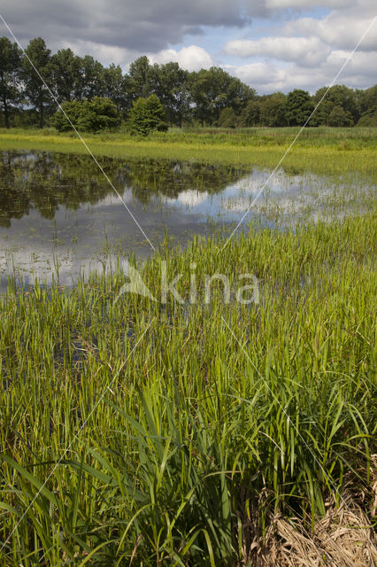 Eurasian red dragonfly (Sympetrum depressiusculum)