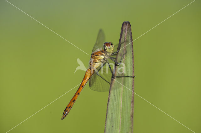 Kempense heidelibel (Sympetrum depressiusculum)