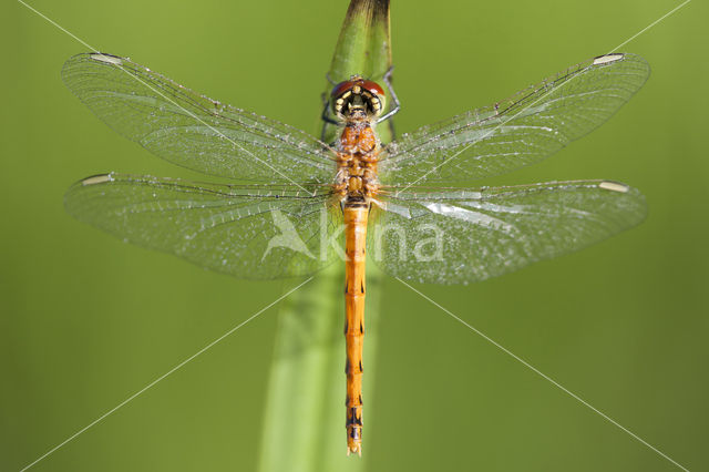 Kempense heidelibel (Sympetrum depressiusculum)