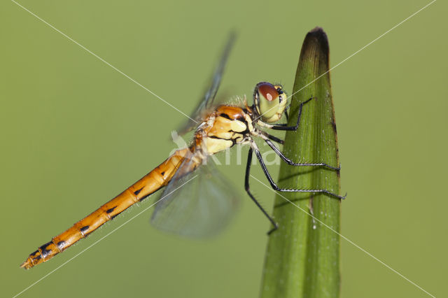 Eurasian red dragonfly (Sympetrum depressiusculum)