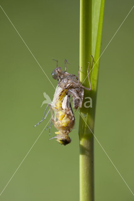 Eurasian red dragonfly (Sympetrum depressiusculum)