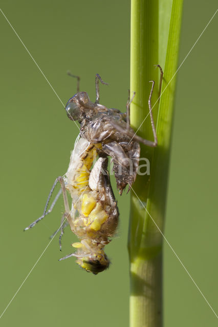 Eurasian red dragonfly (Sympetrum depressiusculum)