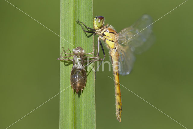 Eurasian red dragonfly (Sympetrum depressiusculum)