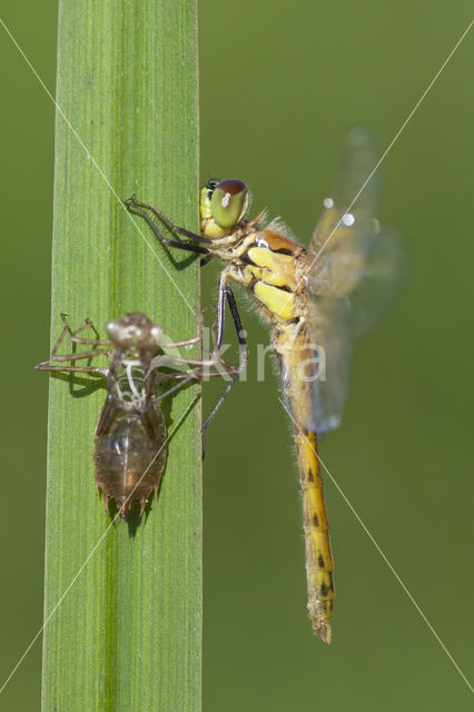 Kempense heidelibel (Sympetrum depressiusculum)