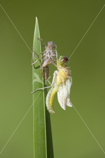 Eurasian red dragonfly (Sympetrum depressiusculum)