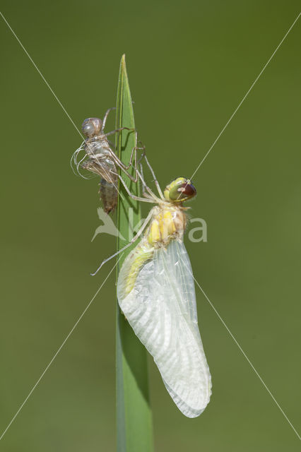 Eurasian red dragonfly (Sympetrum depressiusculum)