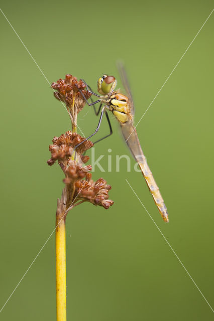 Eurasian red dragonfly (Sympetrum depressiusculum)