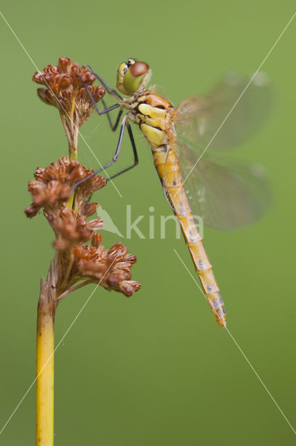 Eurasian red dragonfly (Sympetrum depressiusculum)