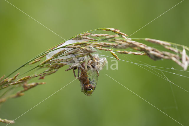 Eurasian red dragonfly (Sympetrum depressiusculum)