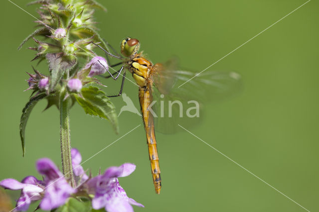 Eurasian red dragonfly (Sympetrum depressiusculum)