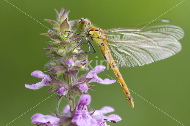 Kempense heidelibel (Sympetrum depressiusculum)