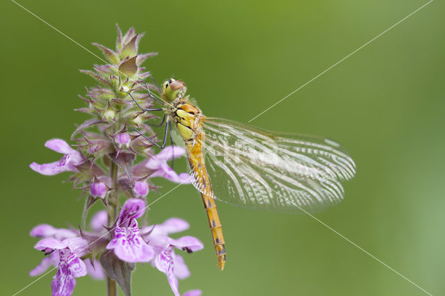 Eurasian red dragonfly (Sympetrum depressiusculum)