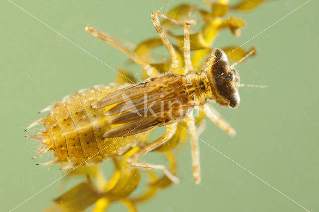 Eurasian red dragonfly (Sympetrum depressiusculum)