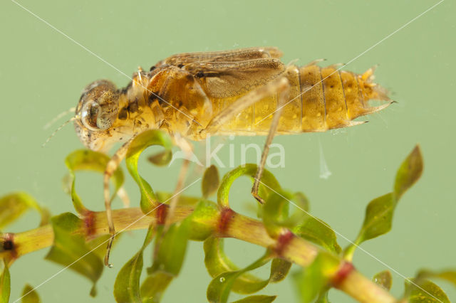 Kempense heidelibel (Sympetrum depressiusculum)