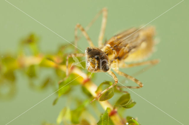 Eurasian red dragonfly (Sympetrum depressiusculum)