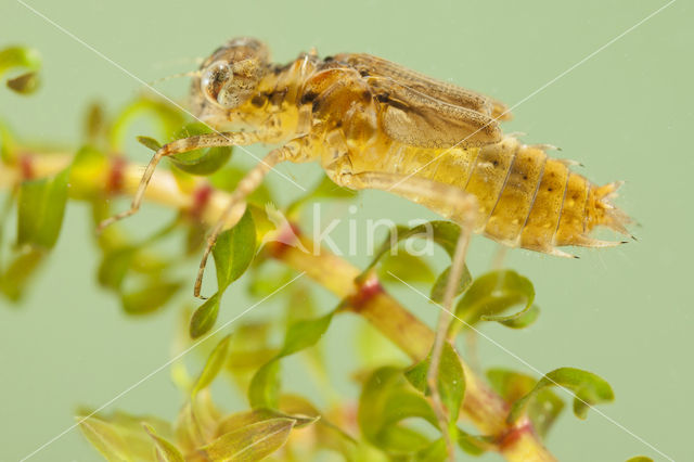 Kempense heidelibel (Sympetrum depressiusculum)