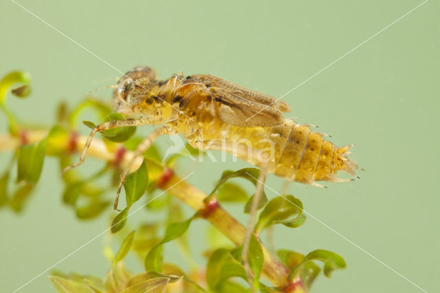 Eurasian red dragonfly (Sympetrum depressiusculum)