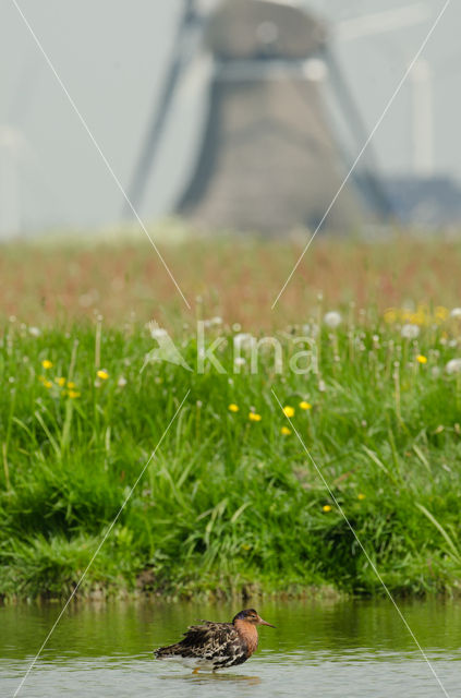 Ruff (Philomachus pugnax)