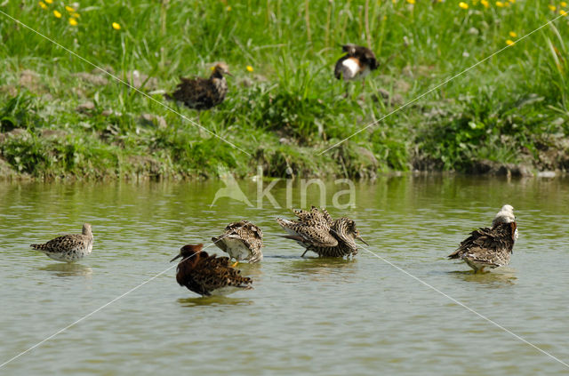 Ruff (Philomachus pugnax)