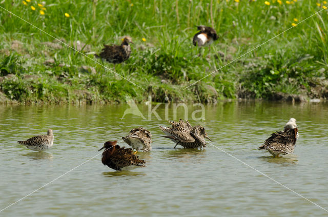 Kemphaan (Philomachus pugnax)