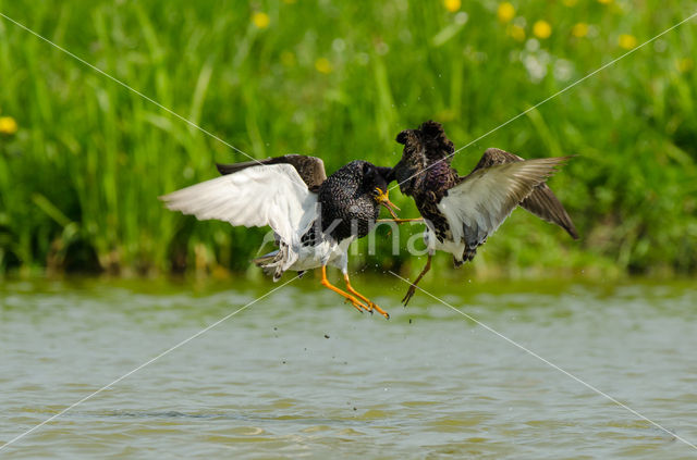 Ruff (Philomachus pugnax)