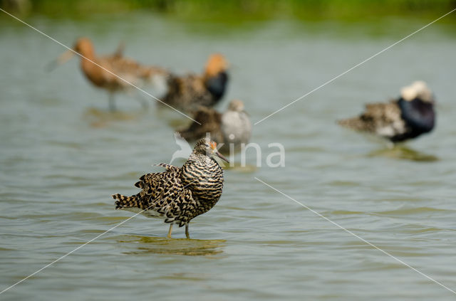 Kemphaan (Philomachus pugnax)