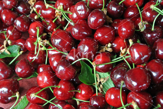 Cherry (Prunus spec)