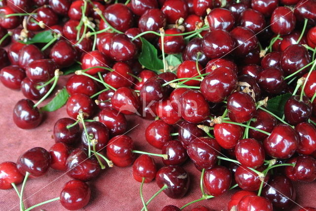 Cherry (Prunus spec)