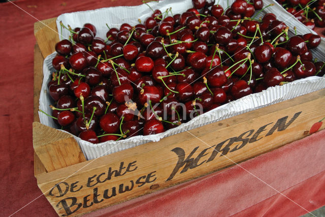 Cherry (Prunus spec)