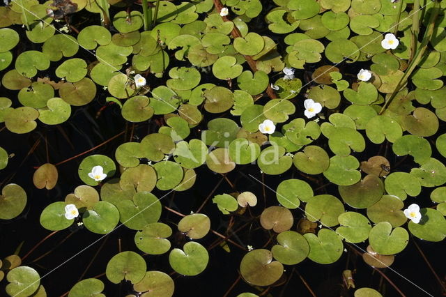 Frogbit (Hydrocharis morsus-ranae)