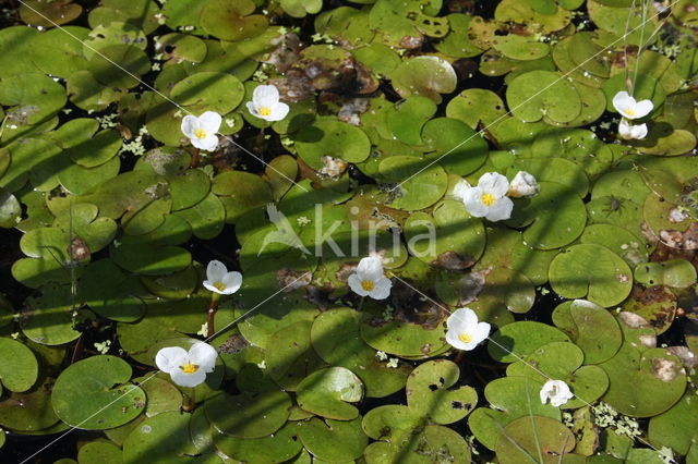 Kikkerbeet (Hydrocharis morsus-ranae)