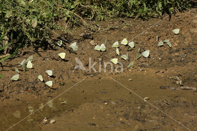 Green-veined White (Pieris napi)