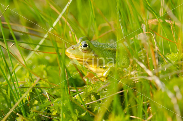 Kleine groene kikker