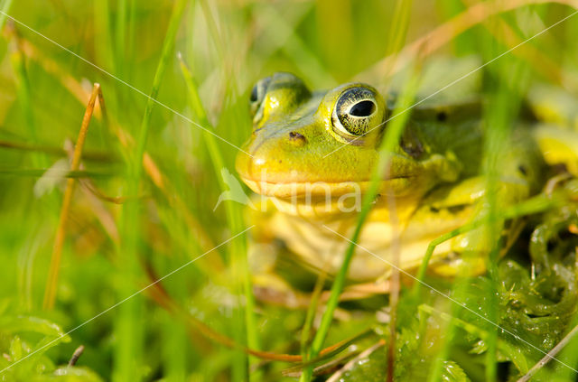 Pool Frog (Rana lessonae