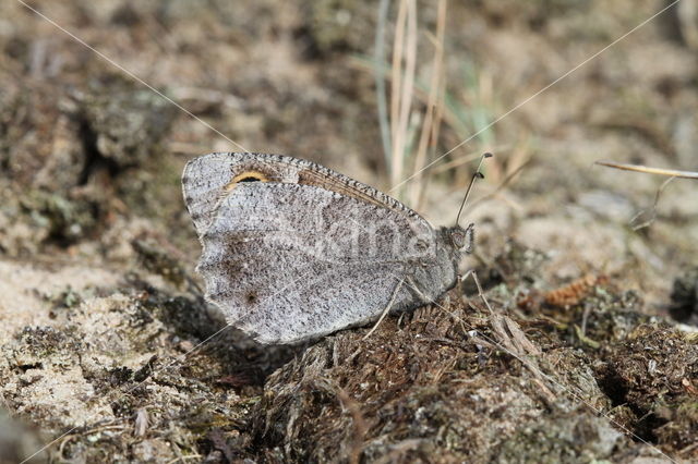 Kleine heivlinder (Hipparchia statilinus)