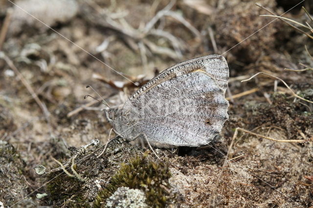 Kleine heivlinder (Hipparchia statilinus)