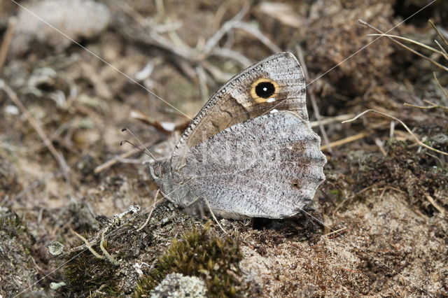 Kleine heivlinder (Hipparchia statilinus)