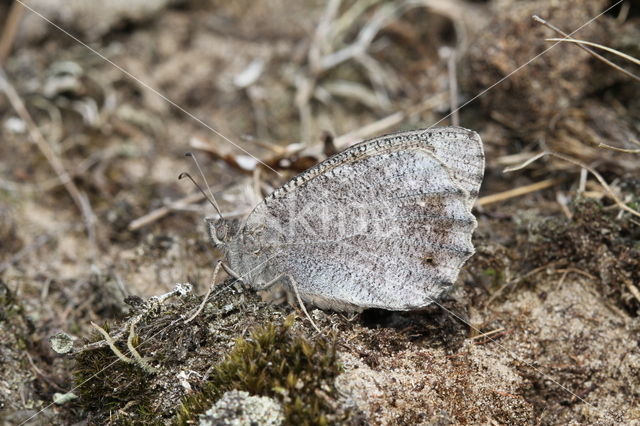 Kleine heivlinder (Hipparchia statilinus)