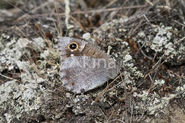 Tree Grayling (Hipparchia statilinus)