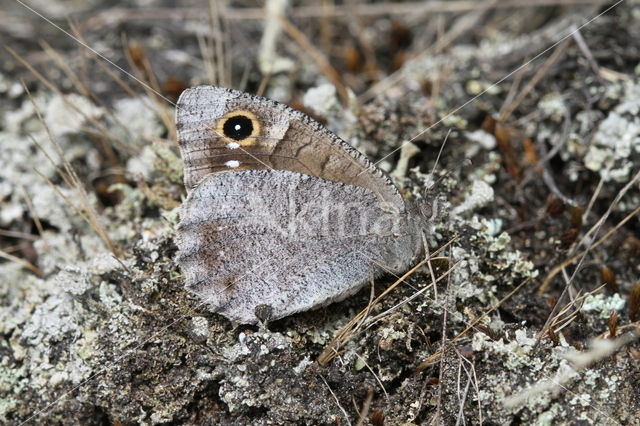 Kleine heivlinder (Hipparchia statilinus)