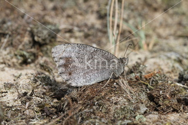 Kleine heivlinder (Hipparchia statilinus)