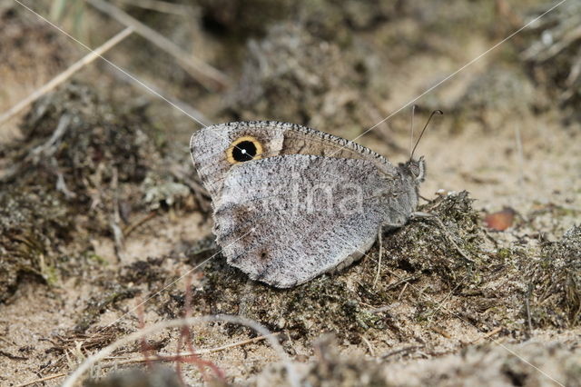 Kleine heivlinder (Hipparchia statilinus)