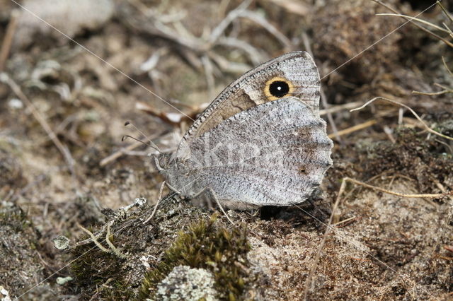 Kleine heivlinder (Hipparchia statilinus)