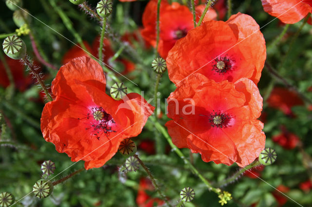 Kleine klaproos (Papaver spec.)