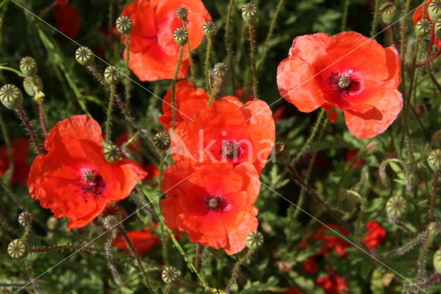 Kleine klaproos (Papaver spec.)