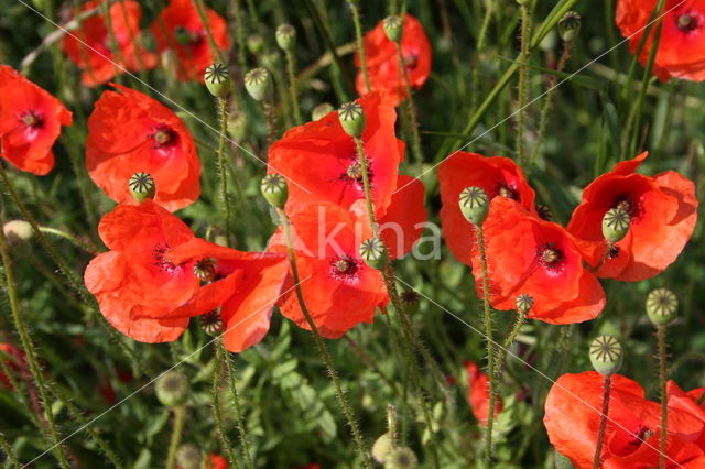 Kleine klaproos (Papaver spec.)