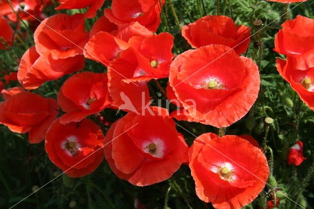 Kleine klaproos (Papaver spec.)