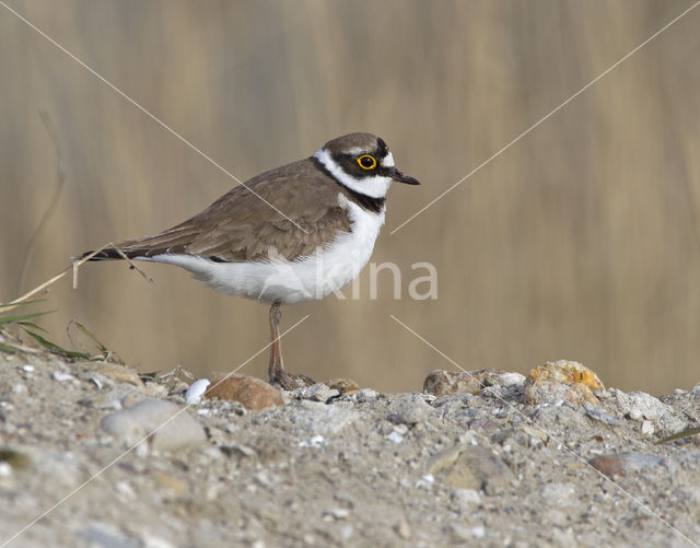 Kleine Plevier (Charadrius dubius)