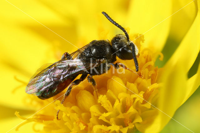 Kleine spitstandbloedbij (Sphecodes longulus)