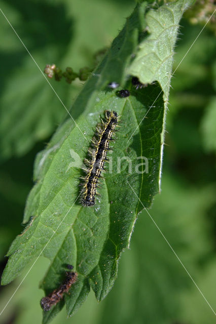 Kleine vos (Aglais urticae)